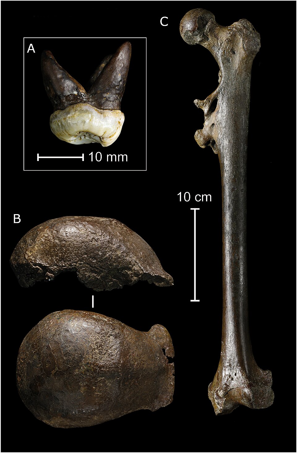 Homo erectus: ископаемые остатки