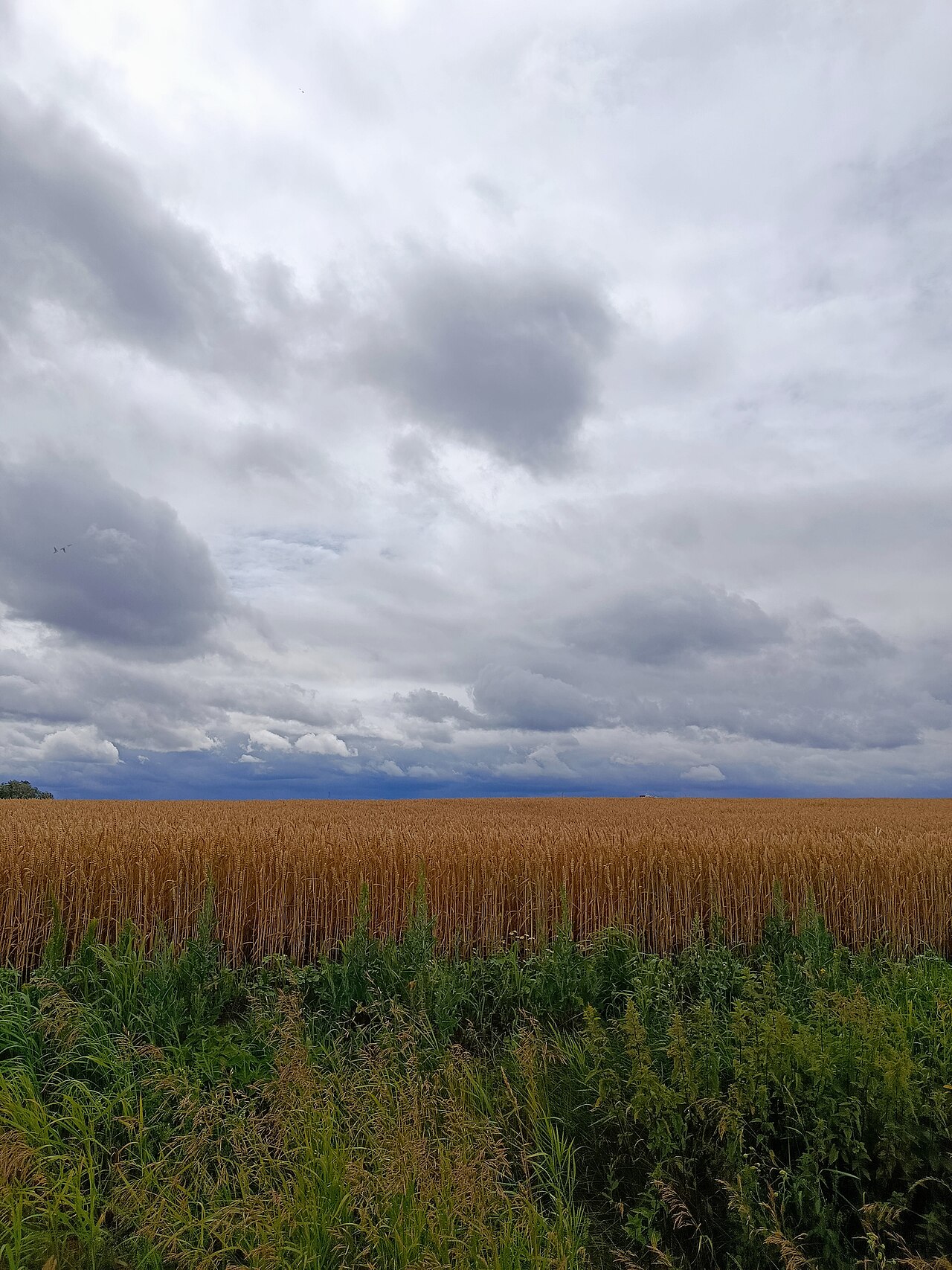 Пшеничное поле, Гродно
